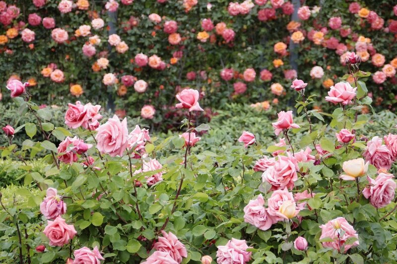 Pink Roses in Garden — Serene, Spring, Photograph, Green Leaves