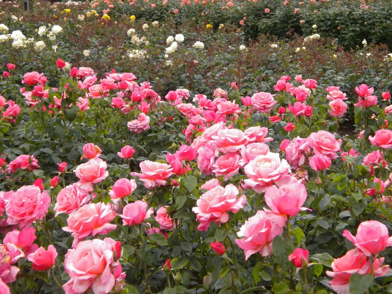 Pink Roses in Garden — Serene, Spring, Photograph, Green Leaves, White Flowers
