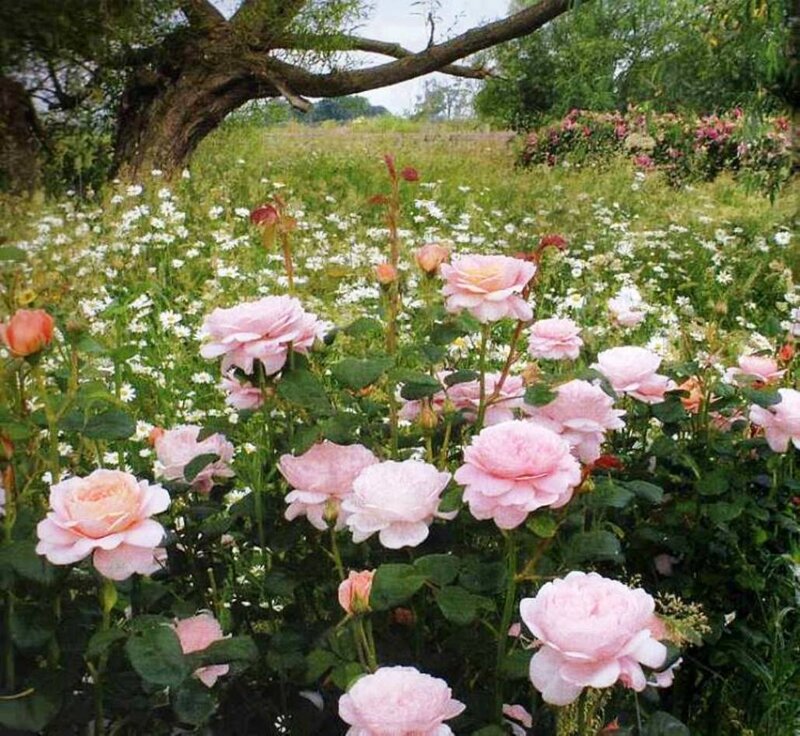 Pink Roses in Garden — Serene, Spring, Photograph, White Flowers