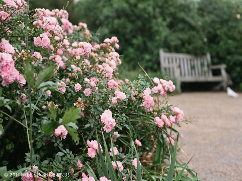 Pink Roses in Garden — Serene, Spring