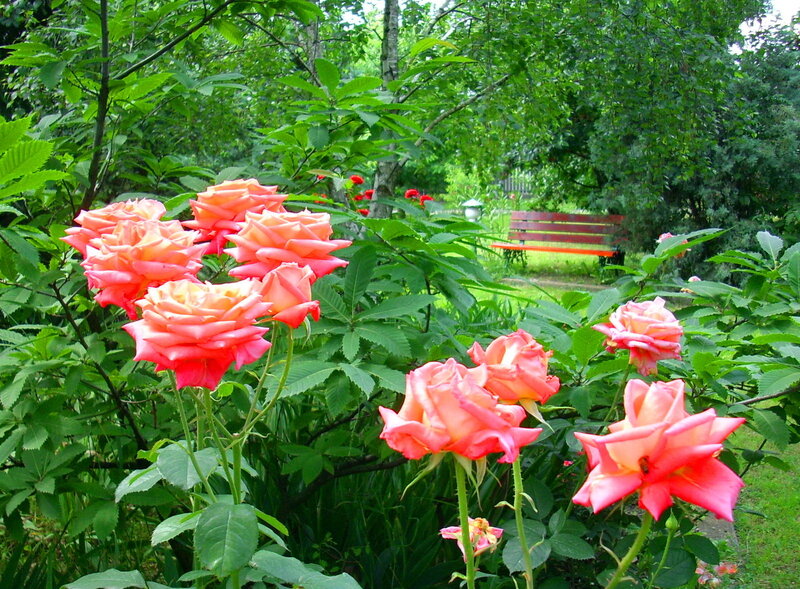 Pink Roses in Garden — Serene, Summer, Photograph, Bench