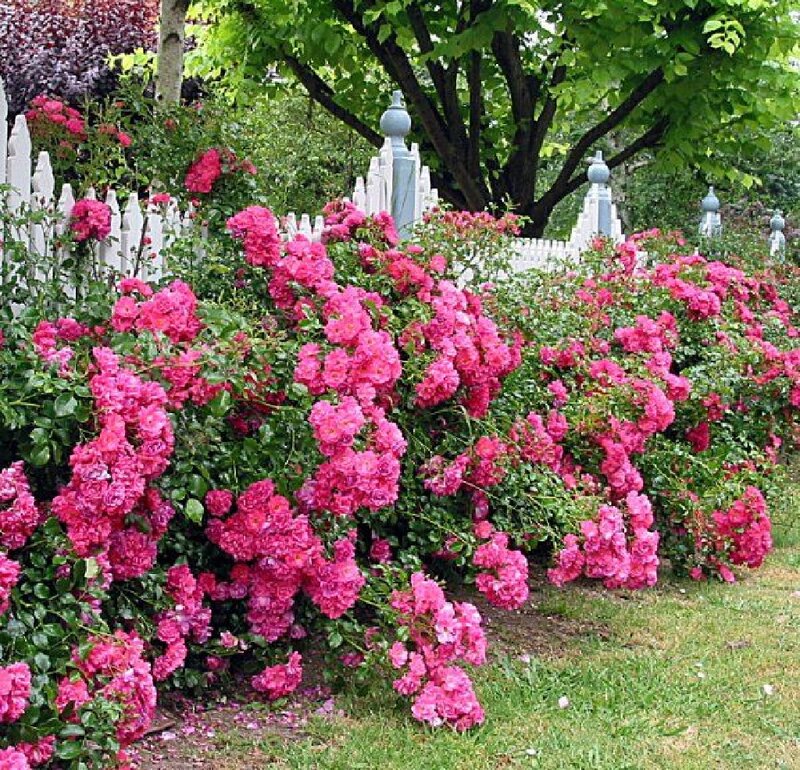 Pink Roses in Garden — Serene, Summer, Photograph, White Picket Fence