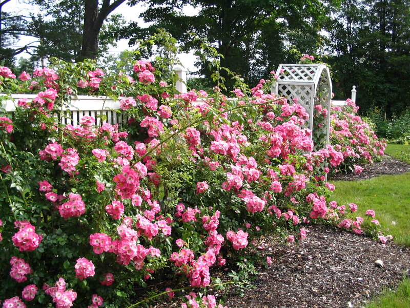 Pink Roses in Garden — Serene, Summer