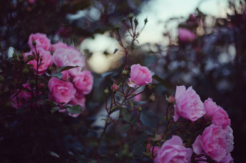 Pink Roses in Garden — Serene, Sunset, Photograph, Bushes