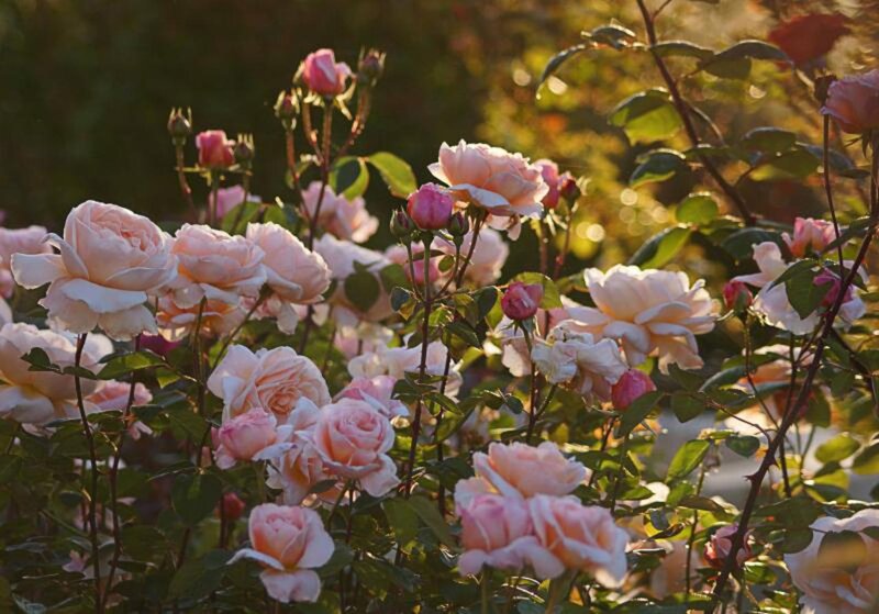 Pink Roses in Garden — Serene, Sunset