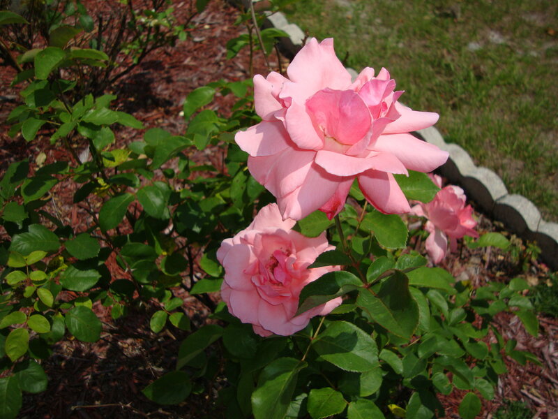 Pink Roses in Garden — Serene