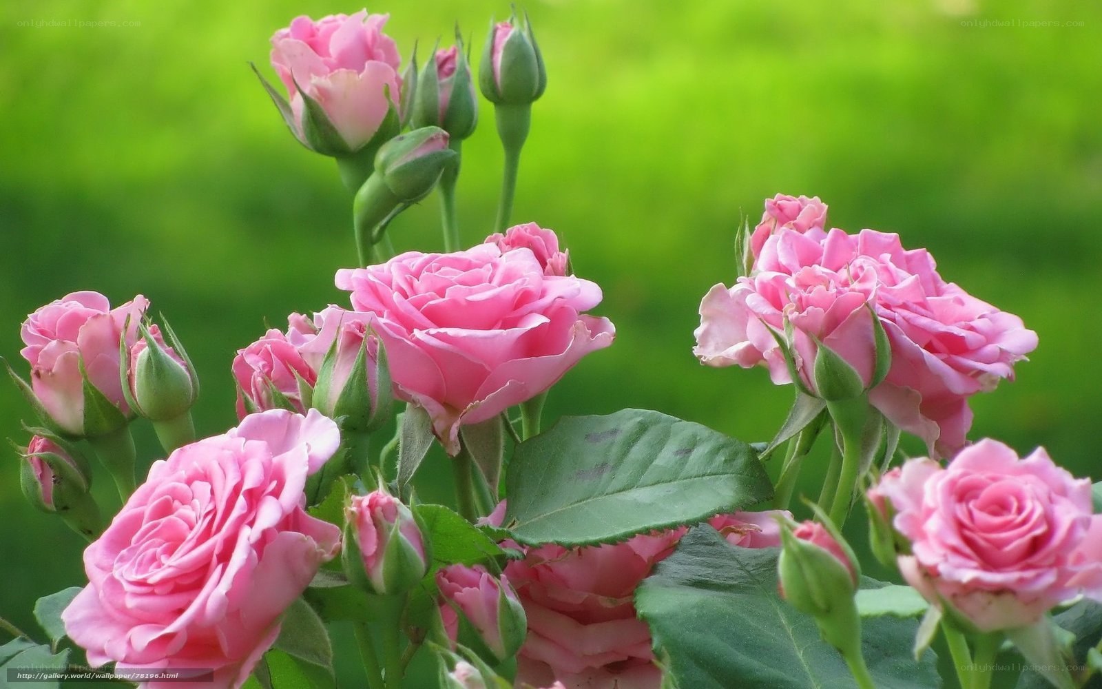 Pink roses in garden
