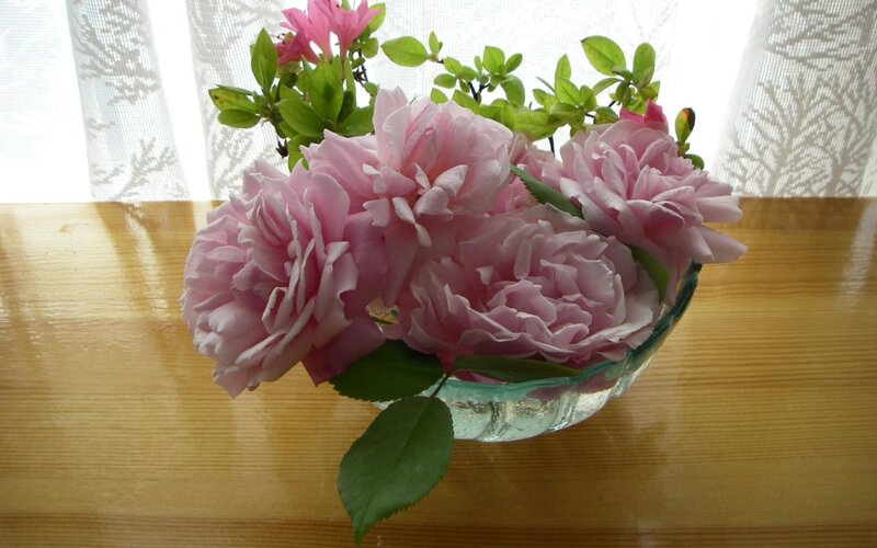 Pink Roses in Glass Bowl — Calm