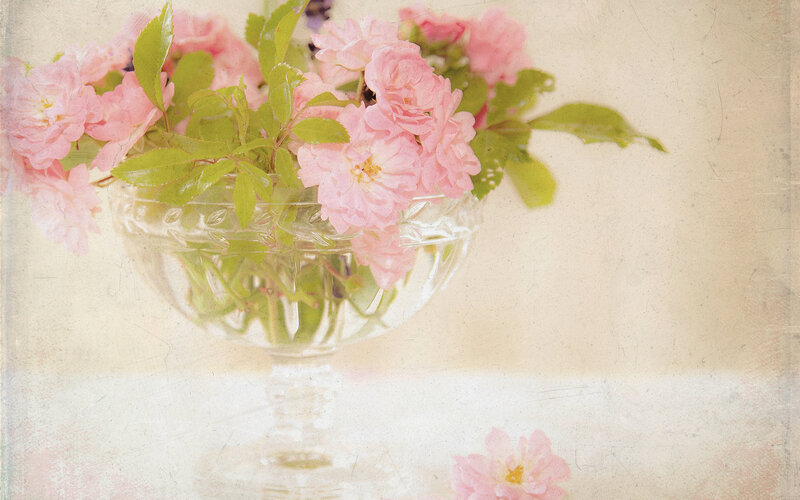 Pink Roses in Glass Bowl — Serene, Spring, Photograph