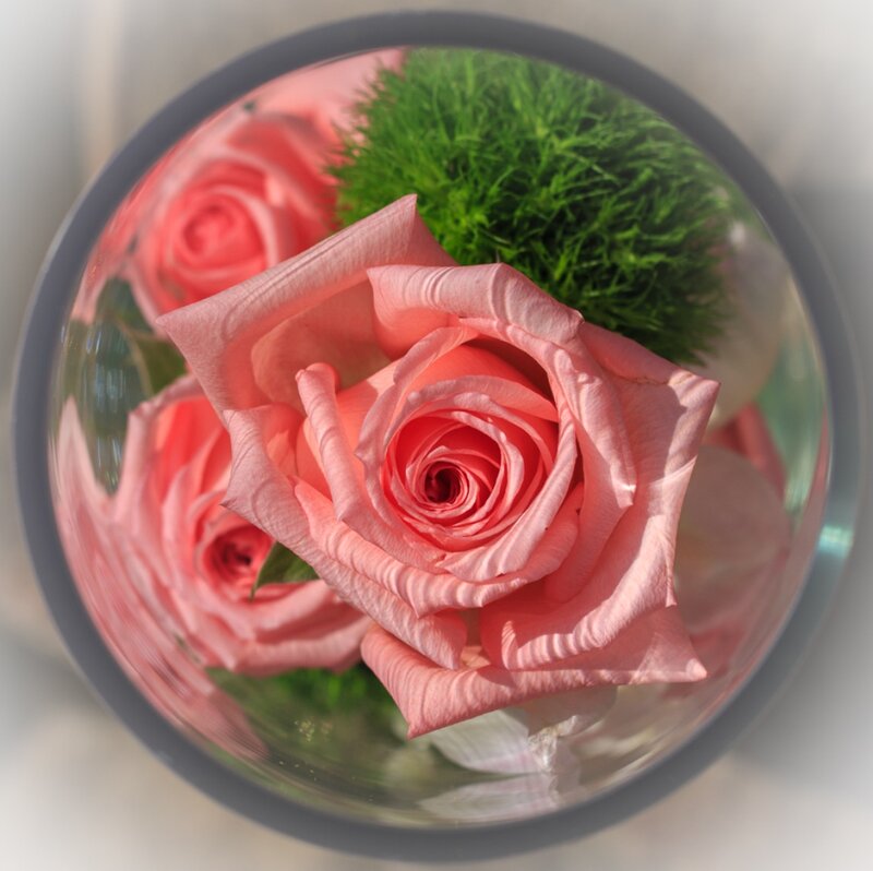Pink Roses in Glass — Calm