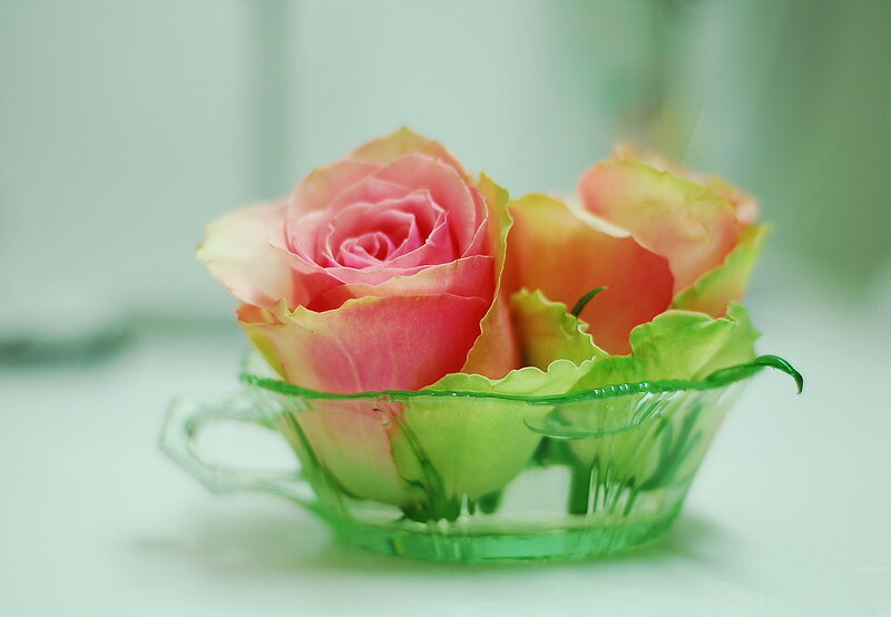 Pink Roses in Glass Cup