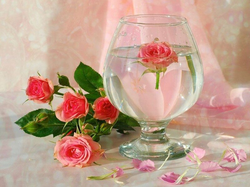 Pink Roses in Glass — Serene