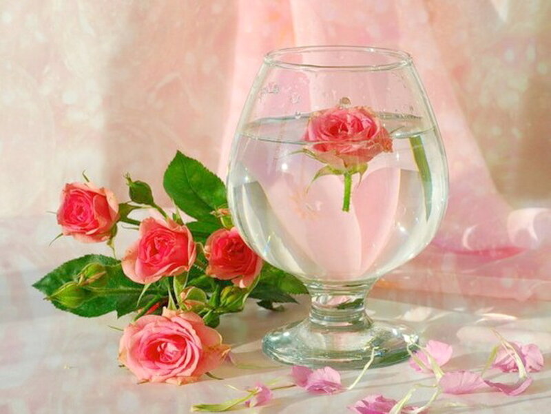 Pink Roses in Glass