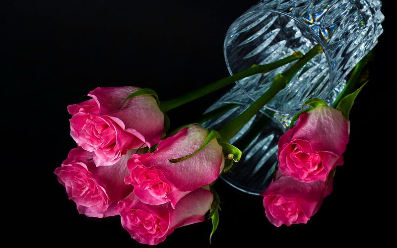 Pink Roses in Glass Vase — Dramatic, Photograph