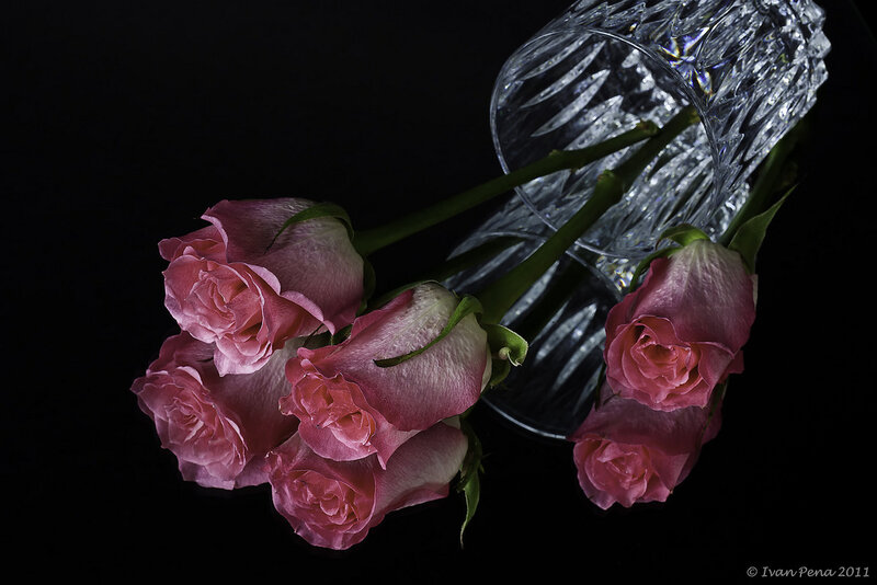 Pink Roses in Glass Vase — Dramatic