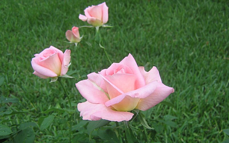Pink Roses in Grass — Calm