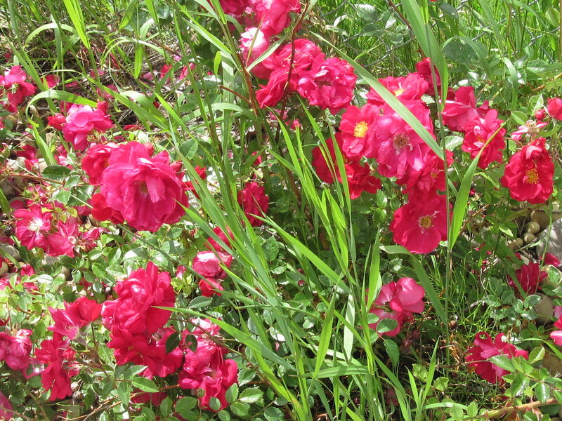 Pink Roses in Grass