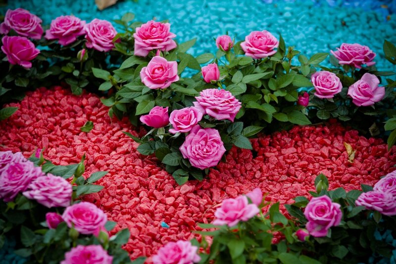 Pink Roses in Gravel