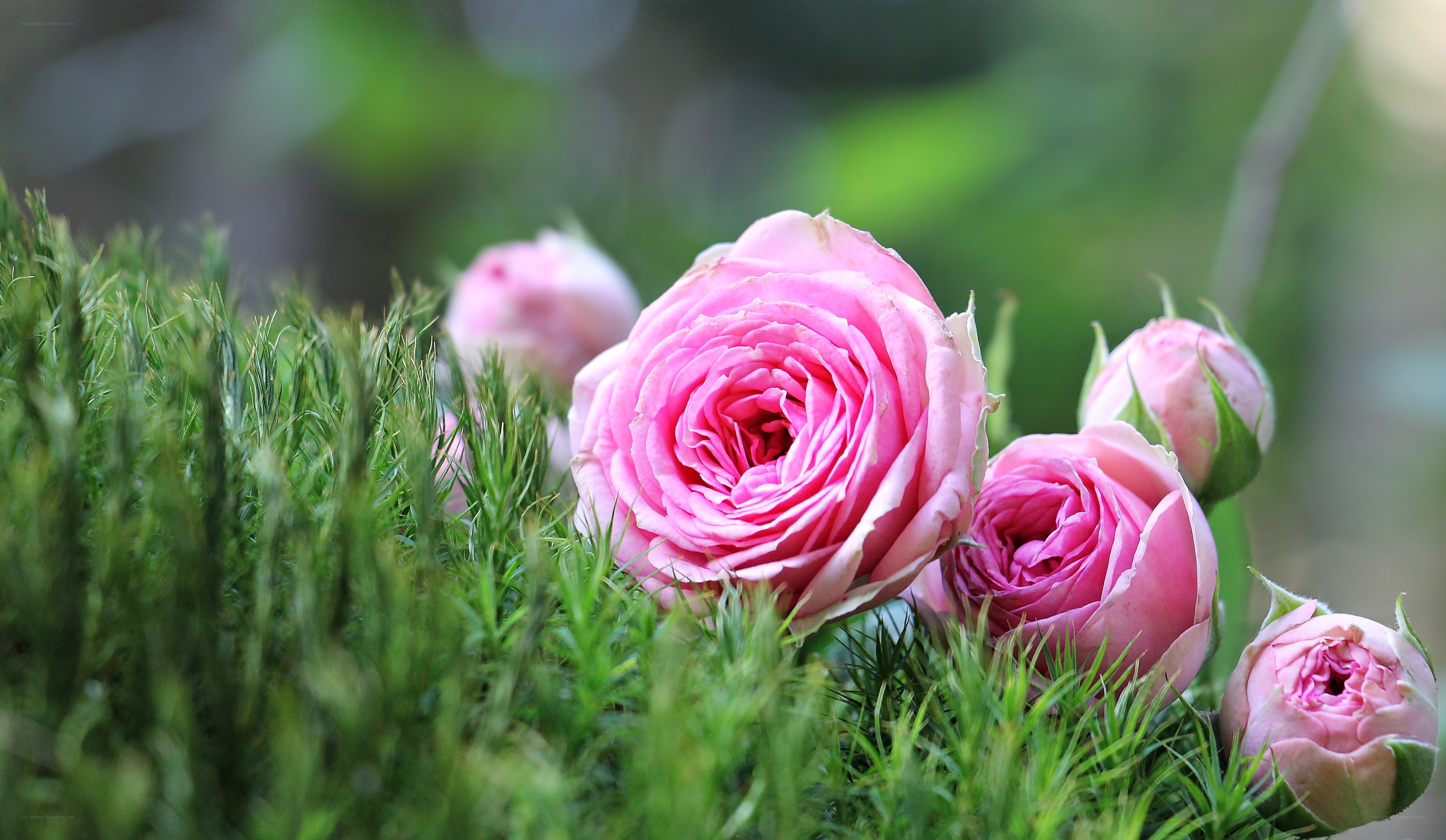 Pink roses in green grass