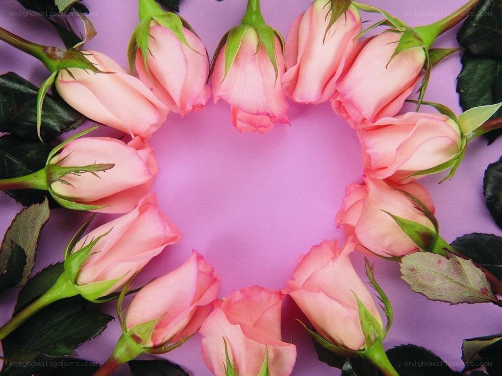 pink roses in heart shape