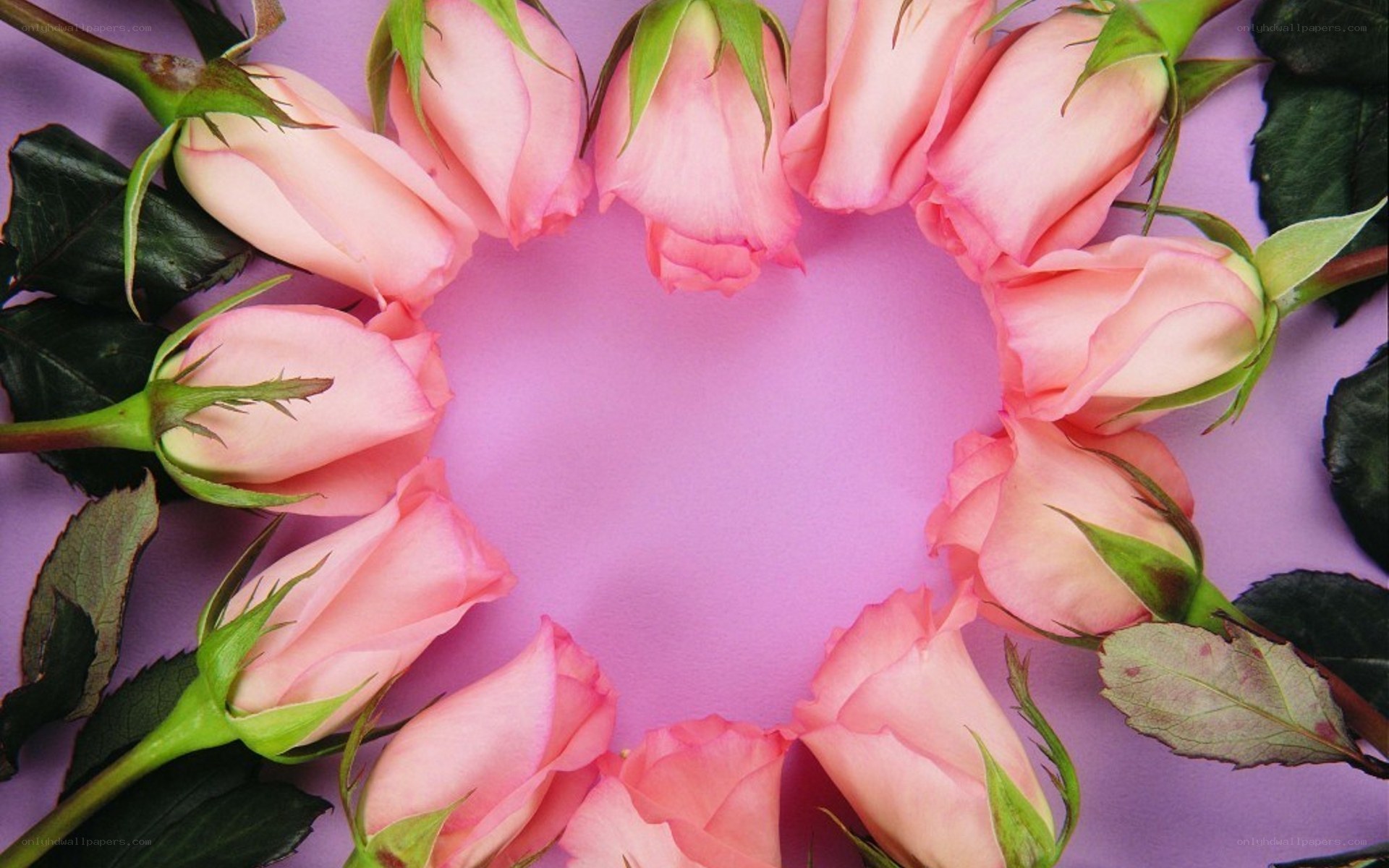 Pink roses in heart shape