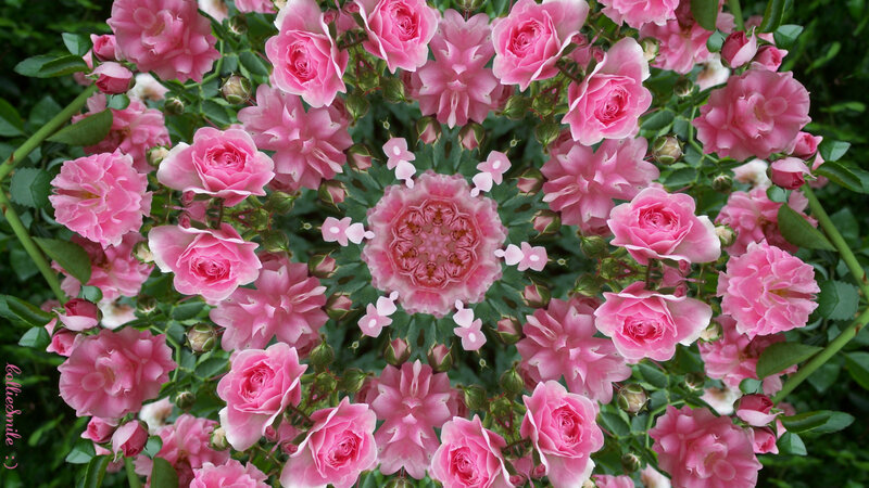 Pink Roses in Kaleidoscope