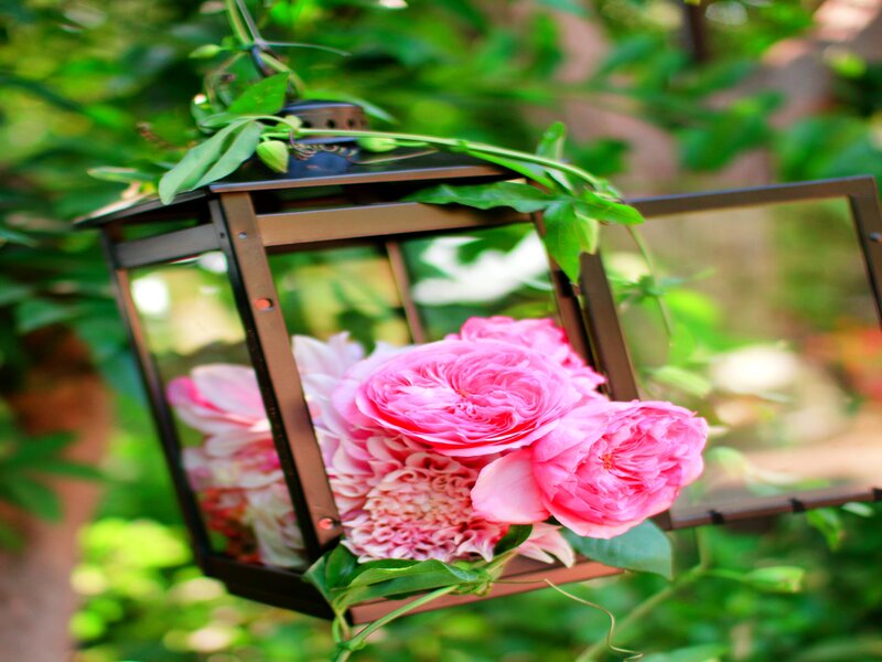 Pink Roses in Lantern