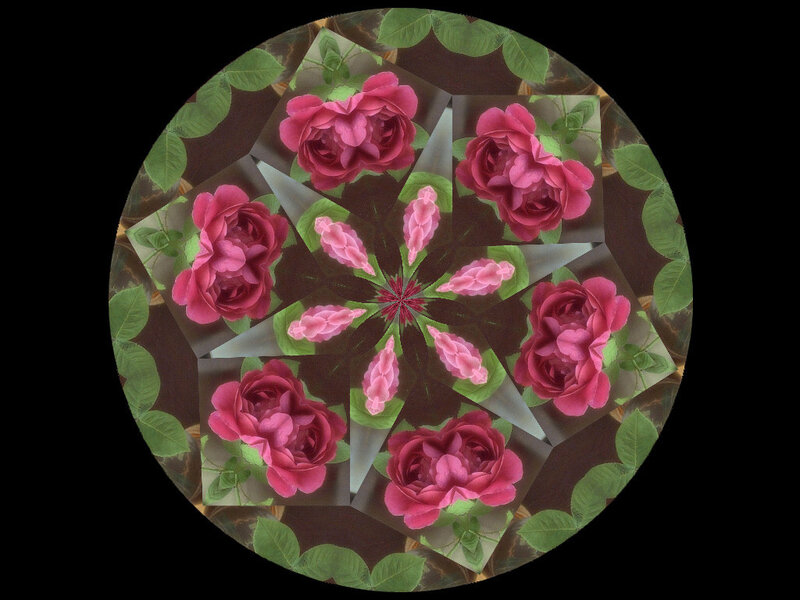 Pink Roses in Mandala