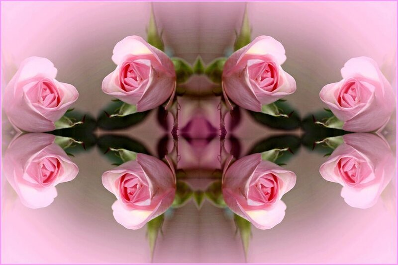 Pink Roses in Mirror Effect — Serene