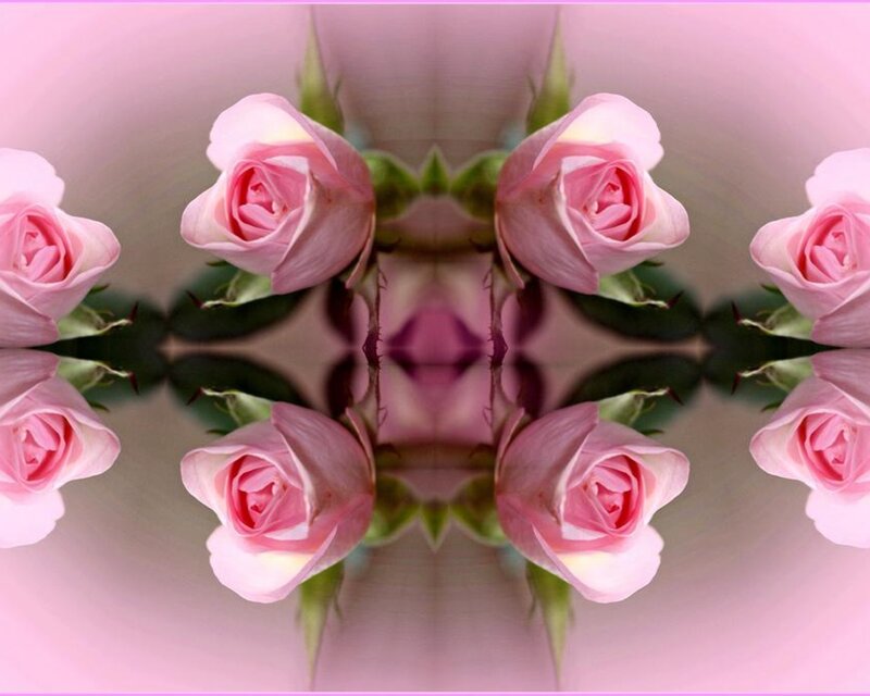 Pink Roses in Mirror Effect
