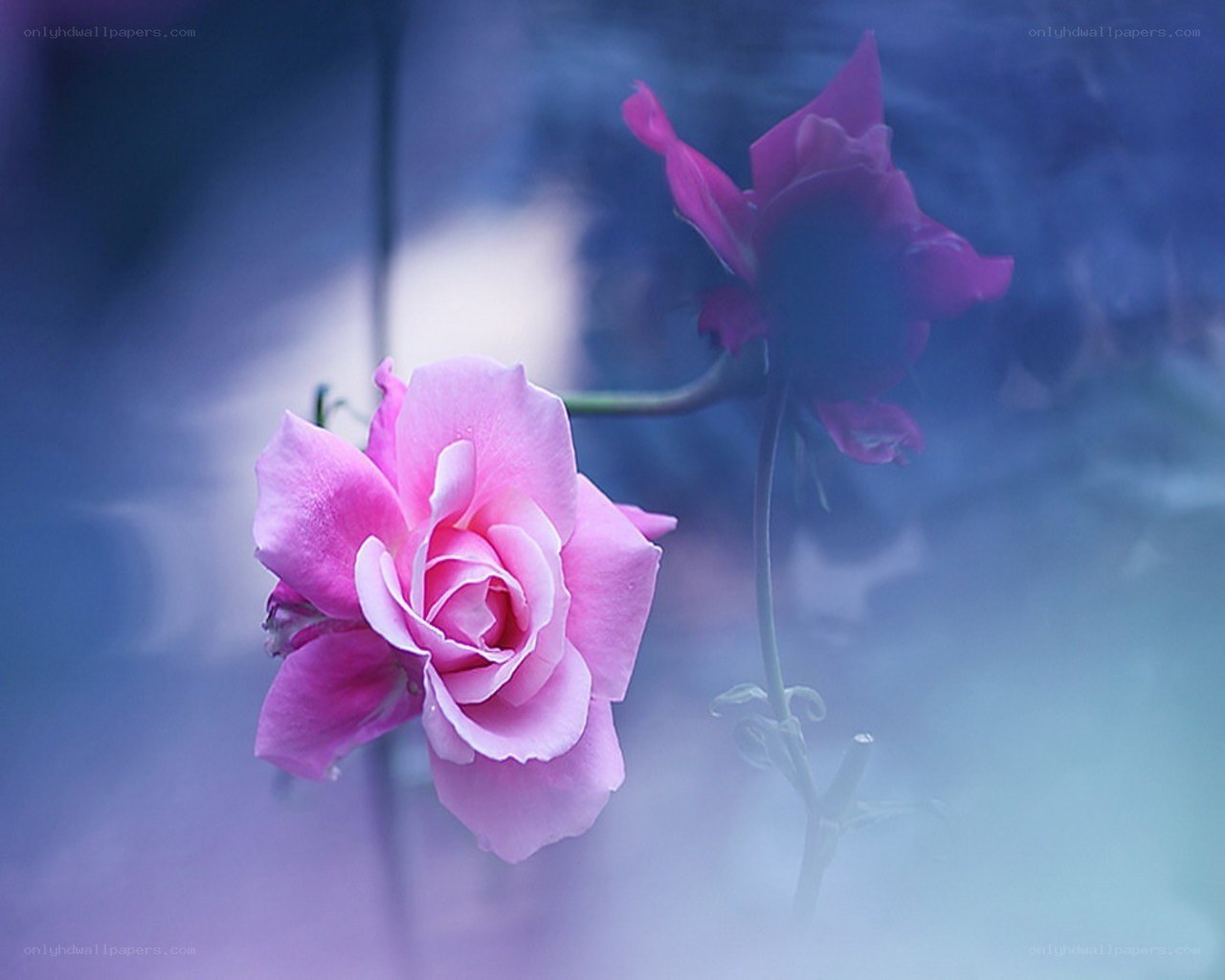Pink roses in misty light