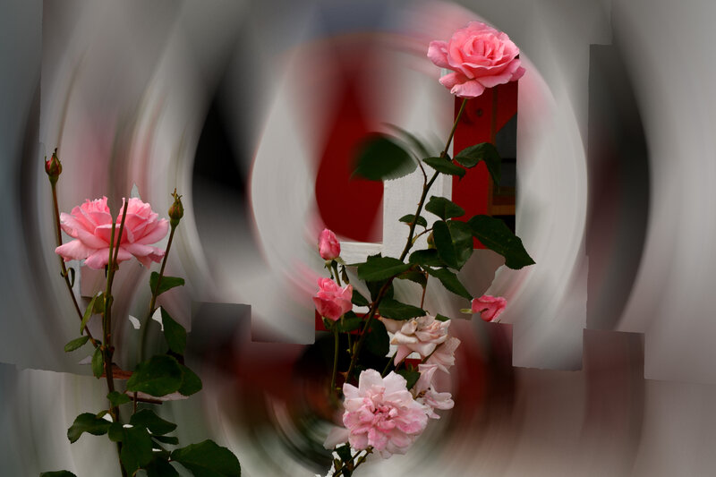 Pink Roses in Motion