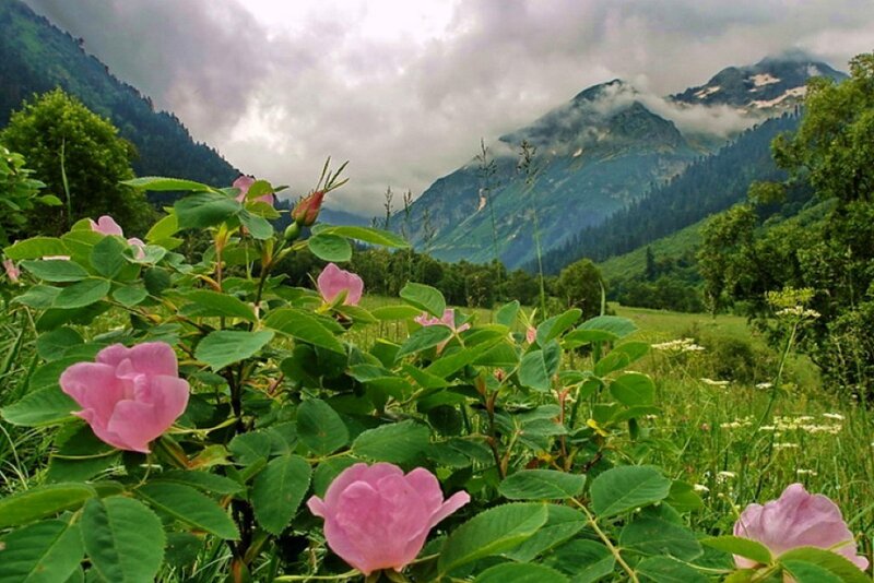 Pink Roses in Mountains