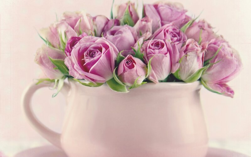 Pink Roses in Pitcher — Calm, Photograph, Bouquet