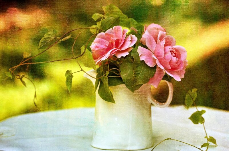Pink Roses in Pitcher — Serene, Afternoon, Photograph, Table