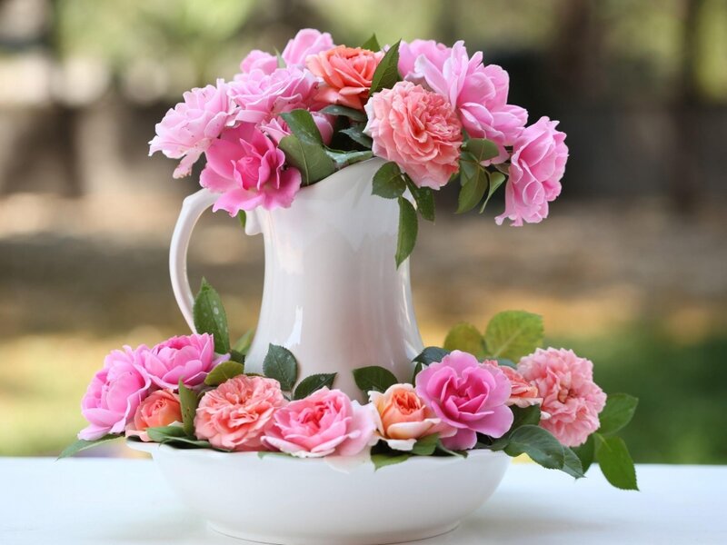 Pink Roses in Pitcher — Serene, Afternoon