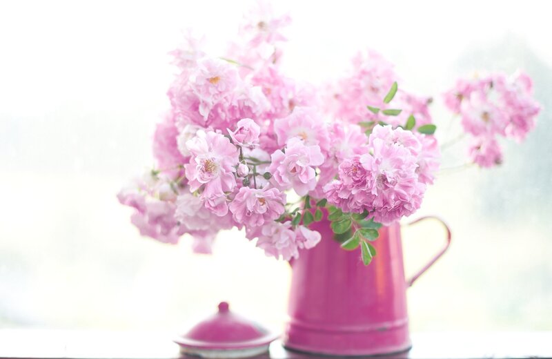Pink Roses in Pitcher — Serene, Morning