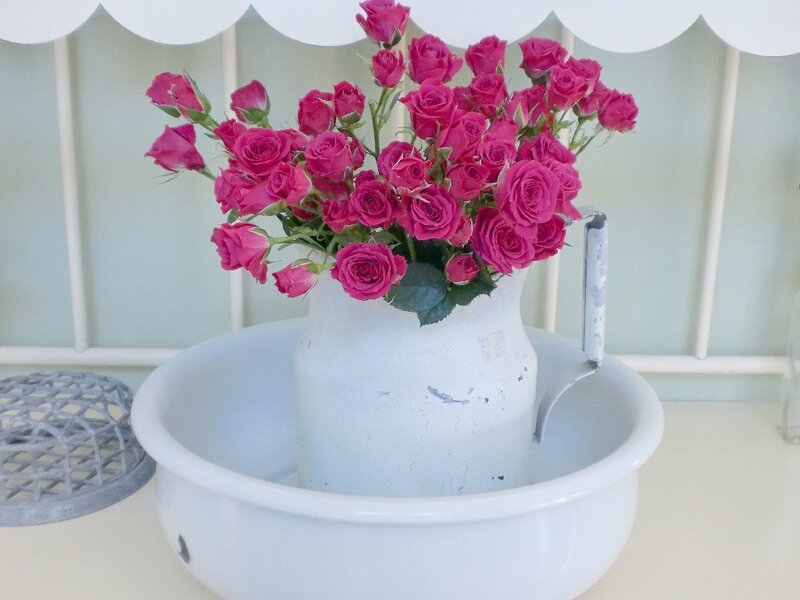 Pink Roses in Pitcher — White