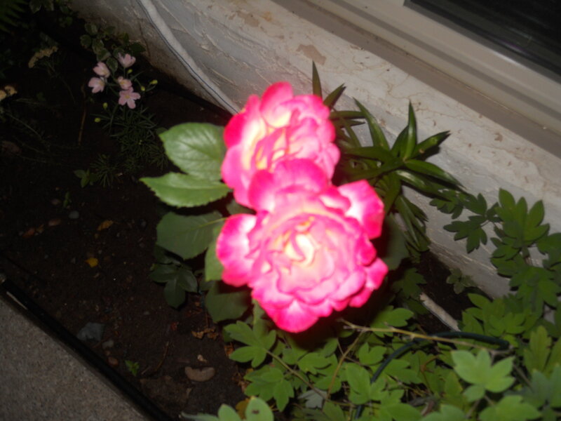 Pink Roses in Planter