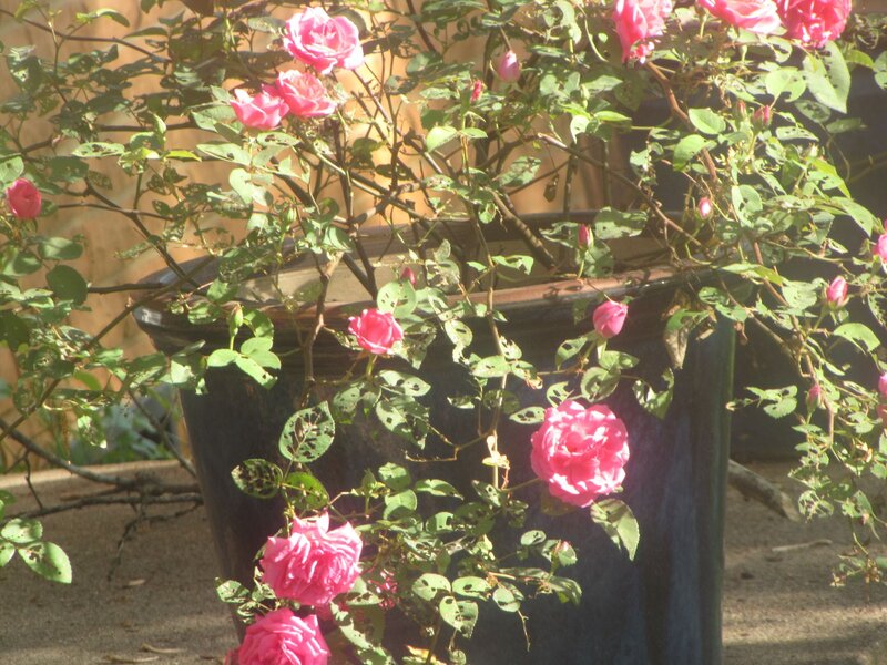 Pink Roses in Pot — Calm, Afternoon