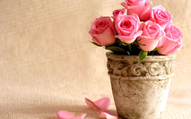 Pink Roses in Pot — Calm