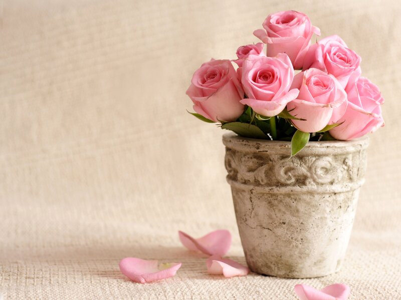 Pink Roses in Pot — Serene, Photograph, Petals, Fabric