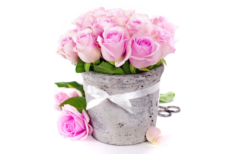 Pink Roses in Pot — Serene, Photograph, Scissors