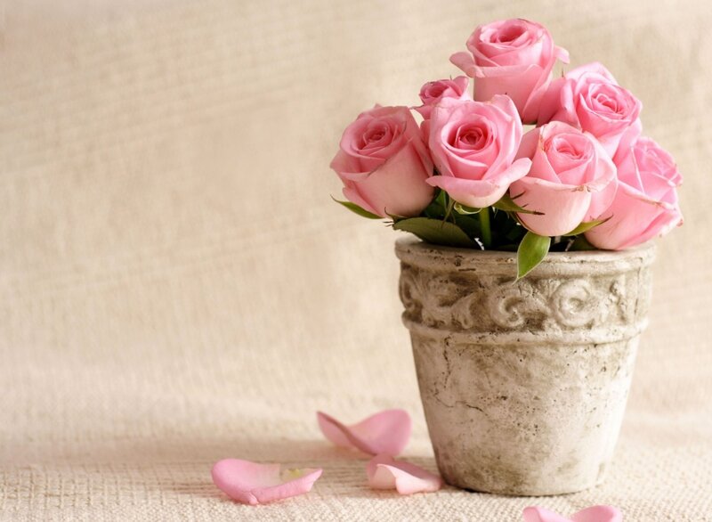 Pink Roses in Pot — Serene, Photograph