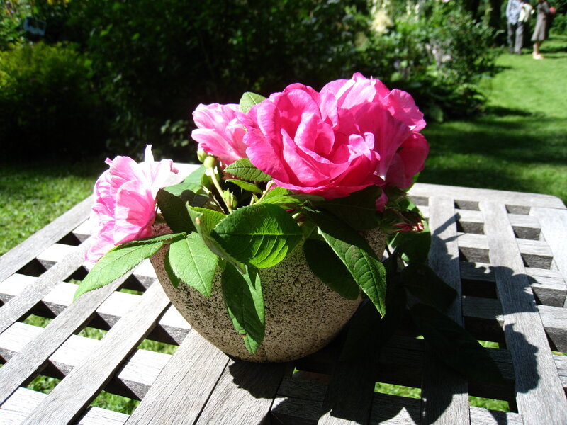 Pink Roses in Pot — Serene