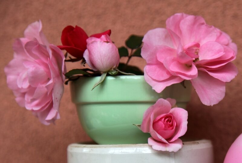 Pink Roses in Pot