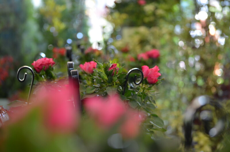 Pink Roses in Pots