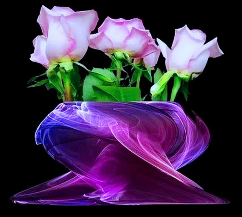 Pink Roses in Purple Vase — Dramatic