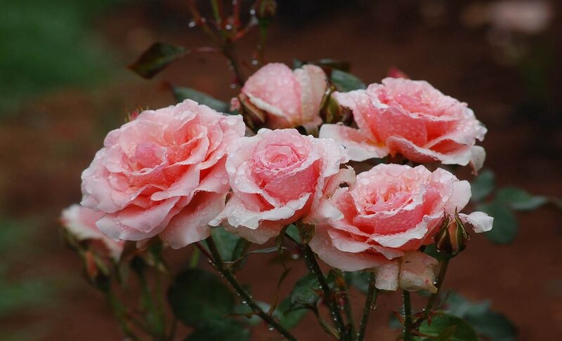 Pink Roses in Rain — Calm