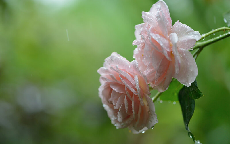 Pink Roses in Rain — Serene, Spring